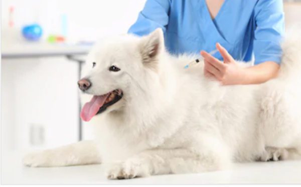 Vaccination Clinic for Dogs Cats in Dubai | Best Pet Hospital | BOVC