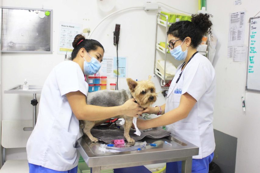 Best Pet’s Clinic | Modern Veterinary Treatment Centre | Dubai